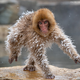 Illustration for article titled Slide Into the Weekend With the Most Hilarious Wildlife Photos of 2019